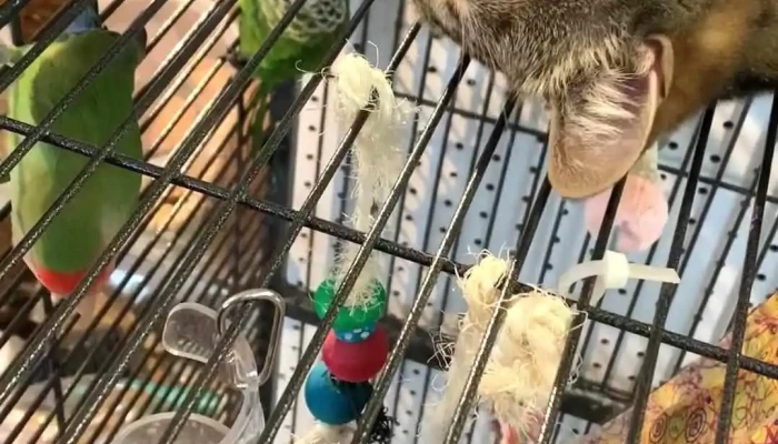 Pattes Griffes Bedford Cage - Bedford