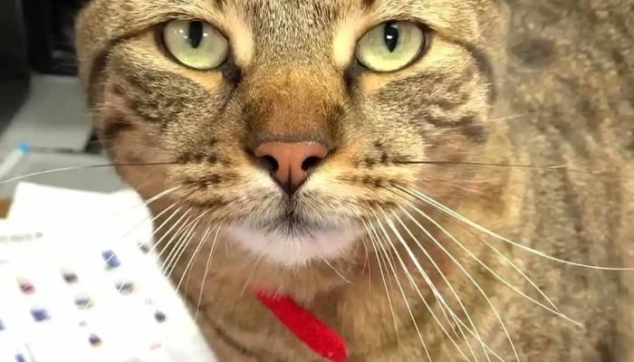 Pattes Griffes Bedford Videos - Bedford