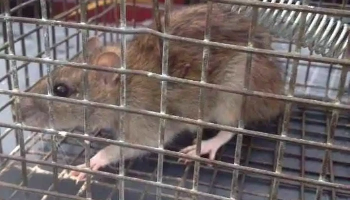 Pest Kings Wildlife Pest Control Alliston Rat - Alliston
