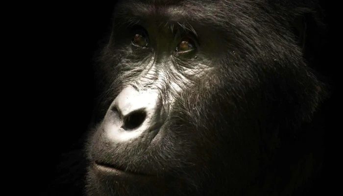 Rentgorilla All - Antigonish