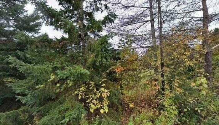 White Wolf -  Street View 360deg - Bancroft