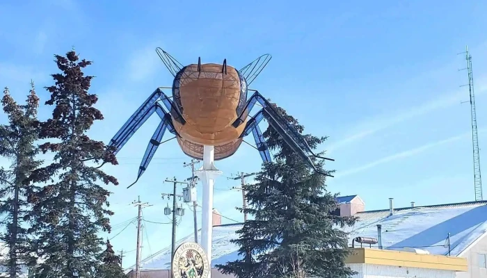 Worlds Largest Bee - Falher