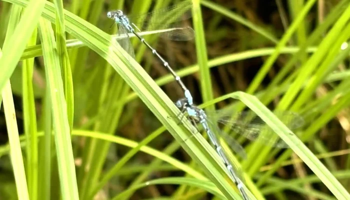 Zygoptera Consulting - Bracebridge